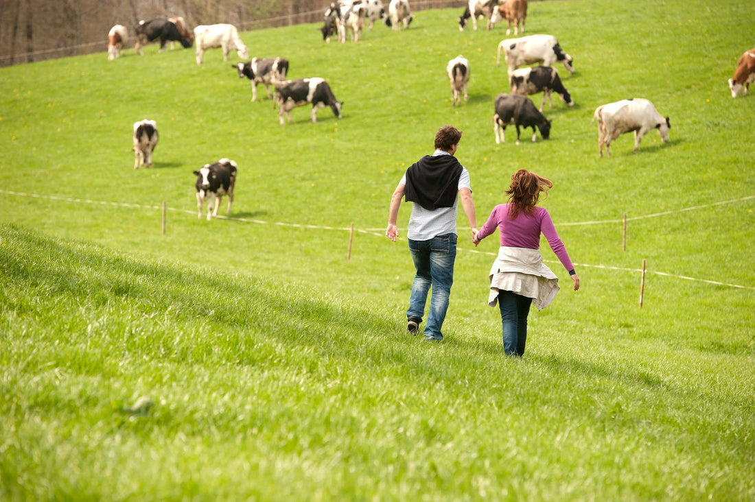 Grass Fed Cows and their effect on my knees