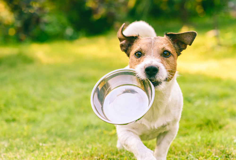 The Magic of Bone Broth for Dogs: Your Guide to Tail-Wagging Health